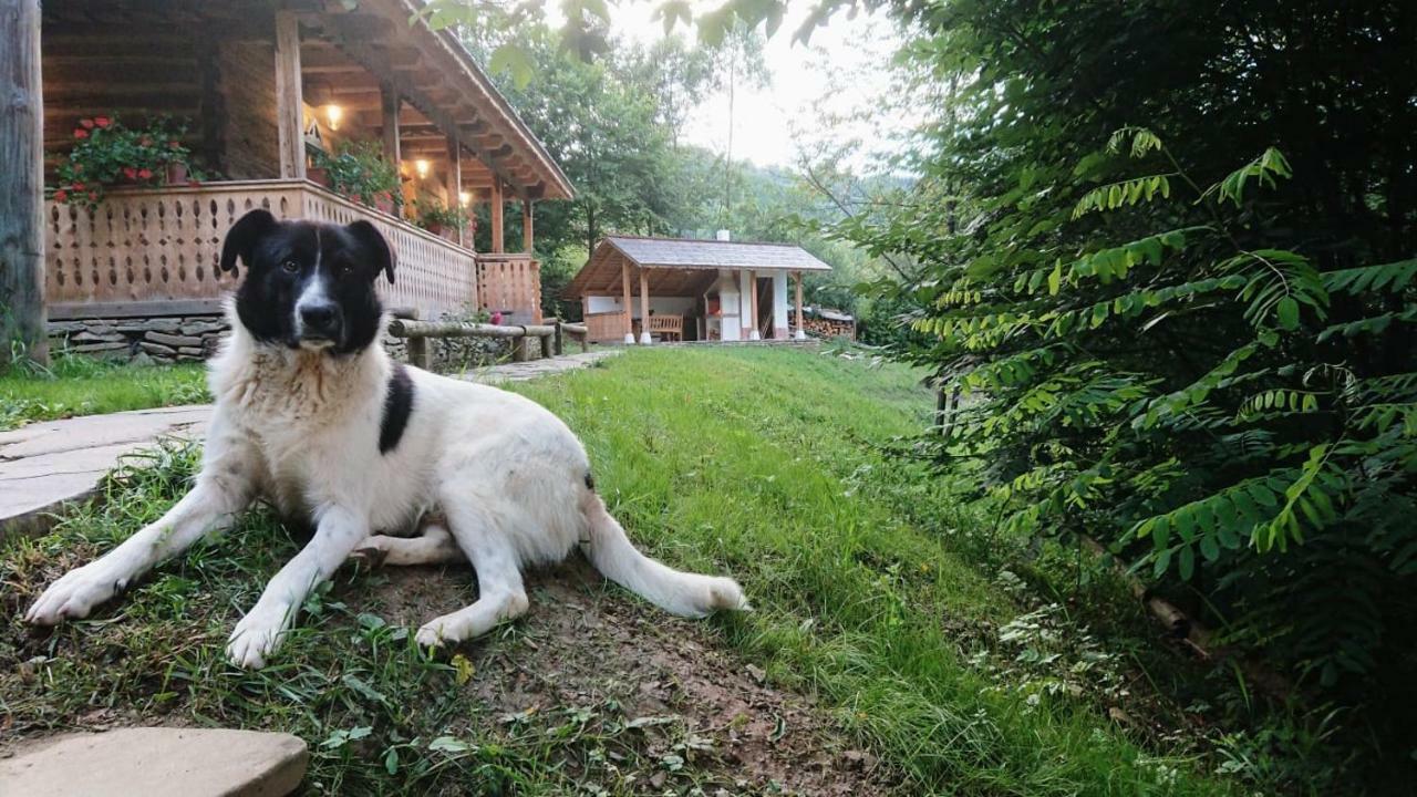 Casa Lu' Ion Villa Viseu de Sus Ngoại thất bức ảnh
